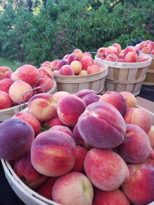 peach-fruit